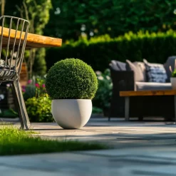 Plant in a Box Japanse hulst - Set van 2 - Ilex crenata 'Jenny' - Hoogte 30-40cm - ⌀17cm Clearance