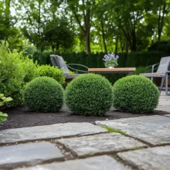 Plant in a Box Japanse hulst - Set van 2 - Ilex crenata 'Jenny' - Hoogte 30-40cm - ⌀17cm Clearance