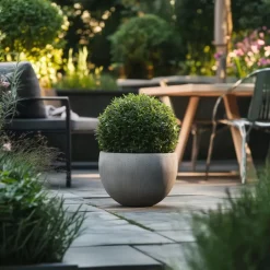 Plant in a Box Japanse hulst - Set van 2 - Ilex crenata 'Jenny' - Hoogte 30-40cm - ⌀17cm Clearance