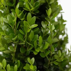 Plant in a Box Japanse hulst - Set van 2 - Ilex crenata 'Jenny' - Hoogte 30-40cm - ⌀17cm Clearance