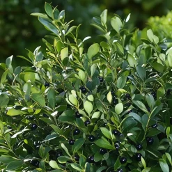 Plant in a Box Japanse hulst - Set van 2 - Ilex crenata 'Jenny' - Hoogte 30-40cm - ⌀17cm Clearance
