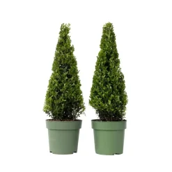 Plant in a Box Japanse hulst - Set van 2 - Ilex crenata 'Jenny' - Hoogte 55-65cm - ⌀21cm Discount
