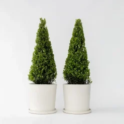 Plant in a Box Japanse hulst - Set van 2 - Ilex crenata 'Jenny' - Hoogte 55-65cm - ⌀21cm Discount