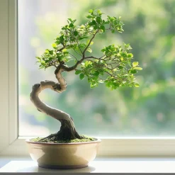 Plant in a Box Japanse lep - Zelkova serrata - Hoogte 20-25cm - ⌀15cm Outlet