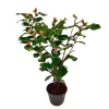 Plant in a Box Japanse Roos - Camellia japonica 'Dr. King' - Hoogte 50-60cm - ⌀15cm Sale