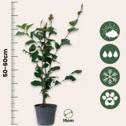 Plant in a Box Japanse Roos - Camellia japonica 'Dr. King' - Hoogte 50-60cm - ⌀15cm Sale