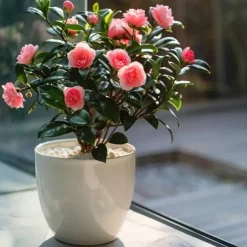 Plant in a Box Japanse Roos - Camellia japonica 'Dr. King' - Hoogte 50-60cm - ⌀15cm Sale