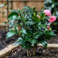 Plant in a Box Japanse Roos - Camellia japonica 'Dr. King' - Hoogte 50-60cm - ⌀15cm Sale