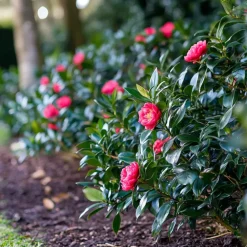 Plant in a Box Japanse Roos - Camellia japonica 'Dr. King' - Hoogte 50-60cm - ⌀15cm Sale