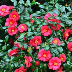 Plant in a Box Japanse Roos - Camellia japonica 'Dr. King' - Hoogte 50-60cm - ⌀15cm Sale