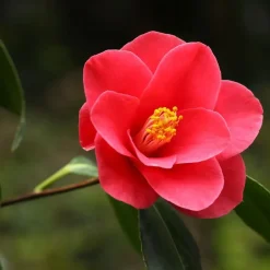 Plant in a Box Japanse Roos - Camellia japonica 'Dr. King' - Hoogte 50-60cm - ⌀15cm Sale