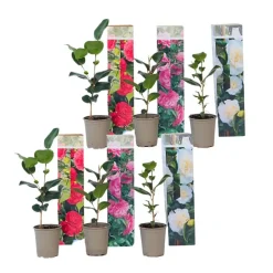 Plant in a Box Japanse Roos - Set van 6 - Camellia japonica - Hoogte 25-40cm - ⌀9cm Clearance