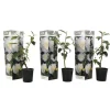 Plant in a Box Japanse Roos - Set van 3 - Camellia 'Brush Field' - Hoogte 25-40cm - ⌀9cm Best