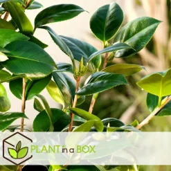 Plant in a Box Japanse Roos - Set van 3 - Camellia 'Brush Field' - Hoogte 25-40cm - ⌀9cm Best