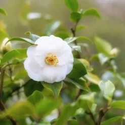 Plant in a Box Japanse Roos - Set van 3 - Camellia 'Brush Field' - Hoogte 25-40cm - ⌀9cm Best