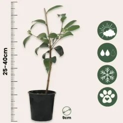 Plant in a Box Japanse Roos - Set van 3 - Camellia 'Brush Field' - Hoogte 25-40cm - ⌀9cm Best