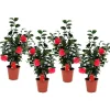 Plant in a Box Japanse Roos - Set van 4 - Camellia 'Lady Campbell' - Hoogte 60-70cm - ⌀19cm Hot