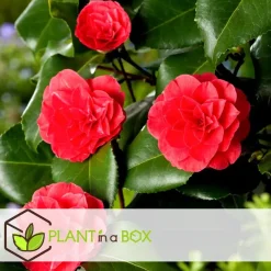 Plant in a Box Japanse Roos - Set van 4 - Camellia 'Lady Campbell' - Hoogte 60-70cm - ⌀19cm Hot