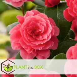 Plant in a Box Japanse Roos - Set van 4 - Camellia 'Lady Campbell' - Hoogte 60-70cm - ⌀19cm Hot