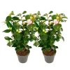 Plant in a Box Japanse Roos - Set van 2 - Camellia 'Bonomiana' - Hoogte 50-60cm - ⌀15cm Sale