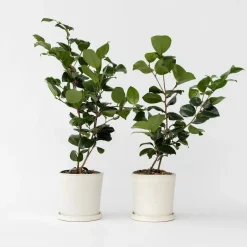 Plant in a Box Japanse Roos - Set van 2 - Camellia 'Bonomiana' - Hoogte 50-60cm - ⌀15cm Sale