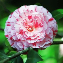 Plant in a Box Japanse Roos - Set van 2 - Camellia 'Bonomiana' - Hoogte 50-60cm - ⌀15cm Sale