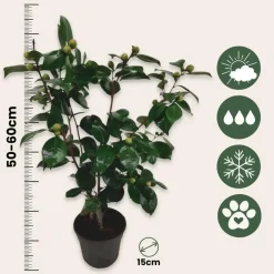 Plant in a Box Japanse Roos - Set van 2 - Camellia 'Bonomiana' - Hoogte 50-60cm - ⌀15cm Sale
