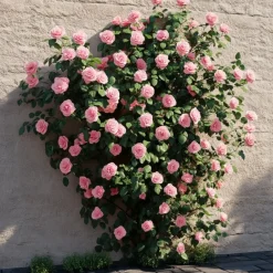 Plant in a Box Japanse Roos - Set van 2 - Camellia 'Bonomiana' - Hoogte 50-60cm - ⌀15cm Sale