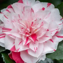 Plant in a Box Japanse Roos - Set van 2 - Camellia 'Bonomiana' - Hoogte 50-60cm - ⌀15cm Sale