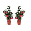 Plant in a Box Japanse Roos - Set van 2 - Camellia 'Lady Campbell' - Hoogte 60-70cm - ⌀19cm Clearance
