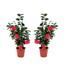 Plant in a Box Japanse Roos - Set van 2 - Camellia 'Lady Campbell' - Hoogte 60-70cm - ⌀19cm Clearance