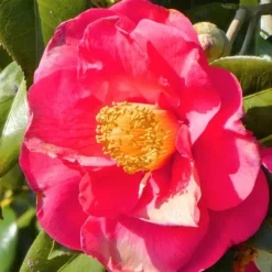 Plant in a Box Japanse Roos - Set van 2 - Camellia 'Lady Campbell' - Hoogte 60-70cm - ⌀19cm Clearance