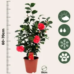 Plant in a Box Japanse Roos - Set van 2 - Camellia 'Lady Campbell' - Hoogte 60-70cm - ⌀19cm Clearance