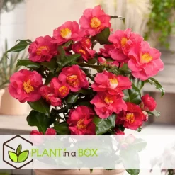 Plant in a Box Japanse Roos - Set van 2 - Camellia 'Lady Campbell' - Hoogte 60-70cm - ⌀19cm Clearance
