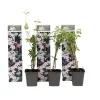 Plant in a Box Jasmijn - Set van 3 - Jasminum 'Officinale' - Hoogte 25-40cm - ⌀9cm