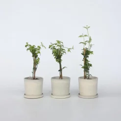 Plant in a Box Jasmijn - Set van 3 - Jasminum 'Officinale' - Hoogte 25-40cm - ⌀9cm