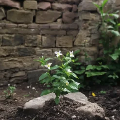 Plant in a Box Jasmijn - Set van 3 - Jasminum 'Officinale' - Hoogte 25-40cm - ⌀9cm