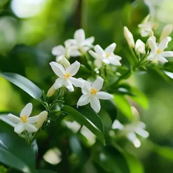 Plant in a Box Jasmijn - Set van 3 - Jasminum 'Officinale' - Hoogte 25-40cm - ⌀9cm