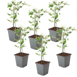 Plant in a Box Jasmijn - Set van 6 - Jasminum 'Summer Scent' - Hoogte 25-40cm - ⌀9cm Hot