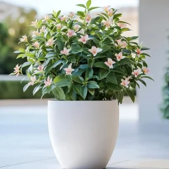 Plant in a Box Jasmijn - Set van 6 - Jasminum 'Summer Scent' - Hoogte 25-40cm - ⌀9cm Hot