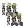 Plant in a Box Jasmijn - Set van 6 - Jasminum 'Officinale' - Hoogte 25-40cm - ⌀9cm Discount