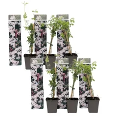 Plant in a Box Jasmijn - Set van 6 - Jasminum 'Officinale' - Hoogte 25-40cm - ⌀9cm Discount