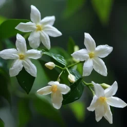 Plant in a Box Jasmijn - Set van 6 - Jasminum 'Officinale' - Hoogte 25-40cm - ⌀9cm Discount