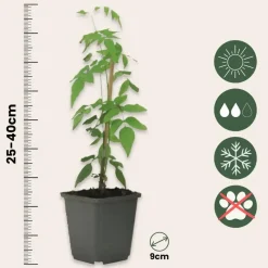 Plant in a Box Jasmijn - Set van 6 - Jasminum 'Officinale' - Hoogte 25-40cm - ⌀9cm Discount