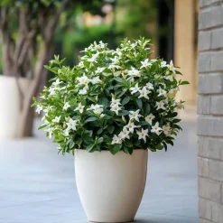 Plant in a Box Jasmijn - Set van 6 - Jasminum 'Officinale' - Hoogte 25-40cm - ⌀9cm Discount