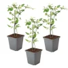 Plant in a Box Jasmijn - Set van 3 - Jasminum 'Summer Scent' - Hoogte 25-40cm - ⌀9cm Outlet