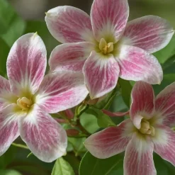 Plant in a Box Jasmijn - Set van 3 - Jasminum 'Summer Scent' - Hoogte 25-40cm - ⌀9cm Outlet