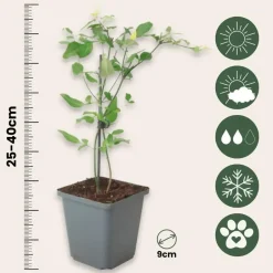 Plant in a Box Jasmijn - Set van 3 - Jasminum 'Summer Scent' - Hoogte 25-40cm - ⌀9cm Outlet