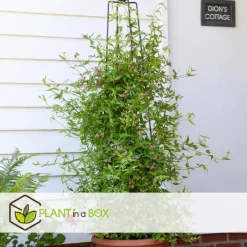 Plant in a Box Jasmijn - Set van 3 - Jasminum 'Summer Scent' - Hoogte 25-40cm - ⌀9cm Outlet