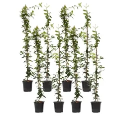 Plant in a Box Jasmijn - Set van 8 - Trachelospermum jasminoides - Hoogte 110-120cm - ⌀17cm Hot